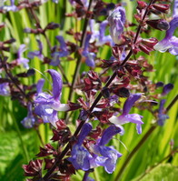 Salvia forsskaolii 
